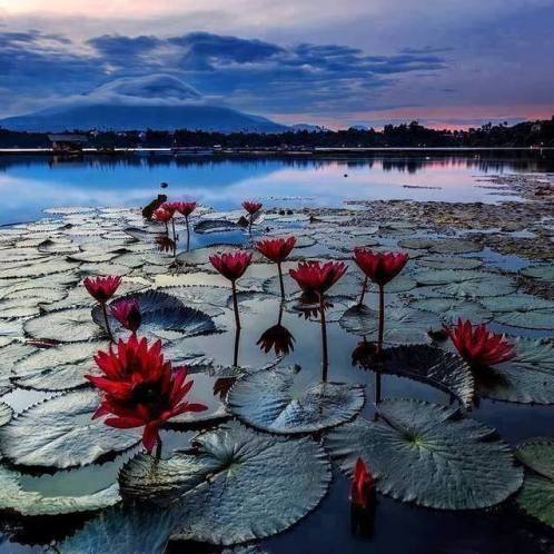 Nature - flowers n waters