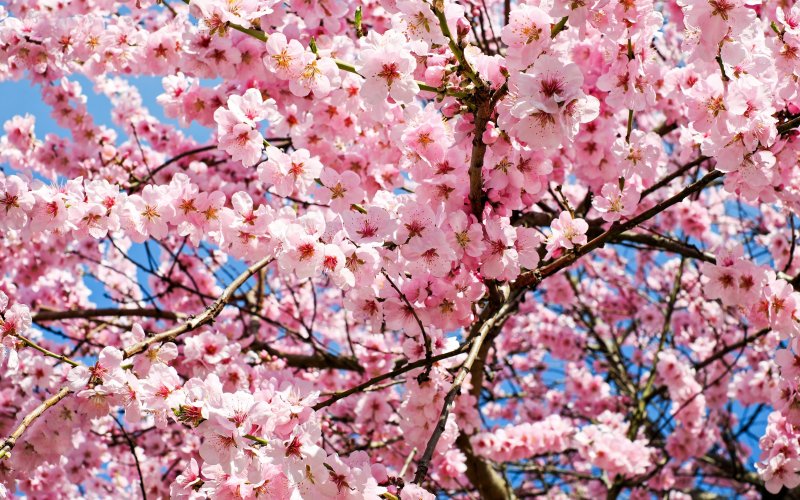 japanese-cherry-trees-blossom-spring